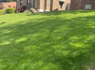 Jeannate S.'s turf care service result