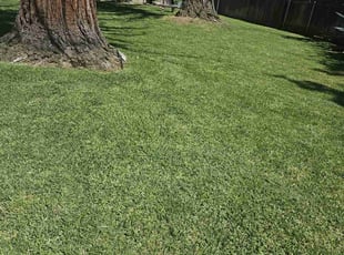 Maureen T.'s turf care service result