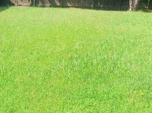 Susan R.'s turf maintenance service result