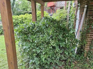 Cheryl E.'s Bush Trimming service result