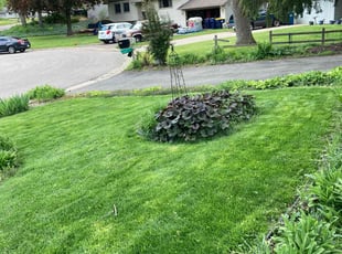 Michael A.'s turf care service result