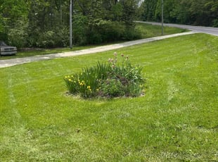 Young K.'s grass cutting service result