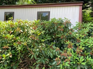 Jeff L.'s Bush Trimming service result