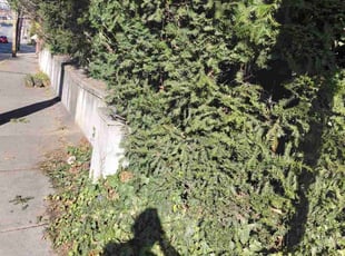 Susan J.'s lawn care services service result