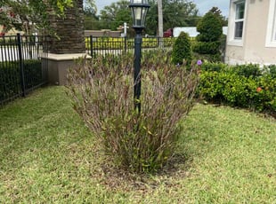 Rick S.'s Bush Trimming service result