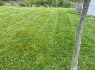 Deborah R.'s Long Grass Cleanup service result