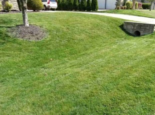 Samia A.'s grass cutting service result
