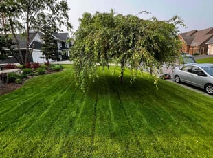 Daniel P.'s lawn service service result