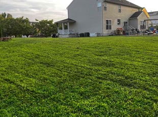 Susan S.'s Long Grass Cleanup service result