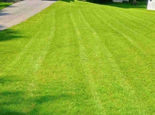 Janelle A.'s yard maintenance service result