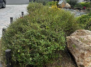 Carol L.'s Bush Trimming service result