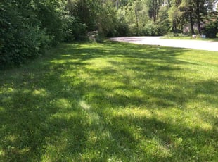 Cynthia K.'s grass maintenance service result