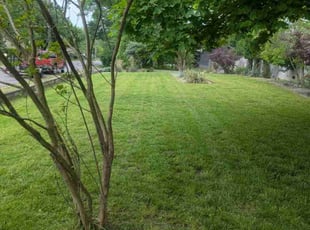Leonard H.'s lawn care service result