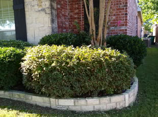 Amanda M.'s Bush Trimming service result