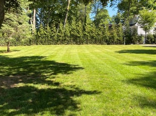 Niki W.'s turf maintenance service result