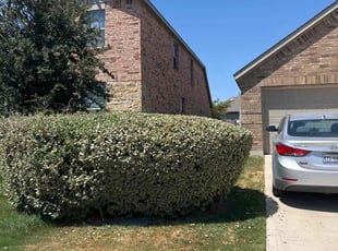 Melissa M.'s Bush Trimming service result