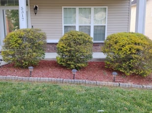 Jerry F.'s Bush Trimming service result