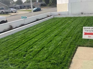 Dave S.'s turf care service result