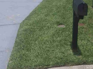 Frederica M.'s lawn maintenance service result