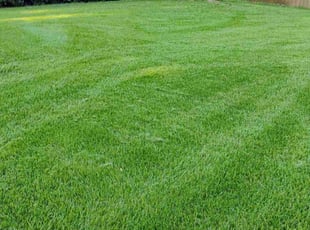 Ju M.'s lawn service service result