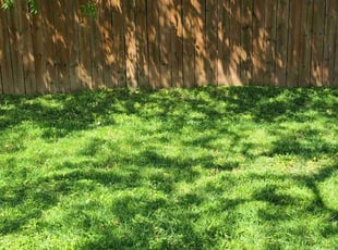 Cassaundra F.'s lawn maintenance service result