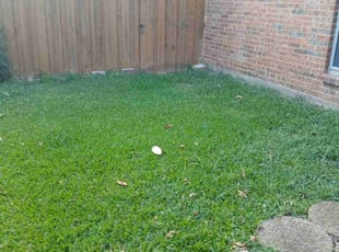 Alberto R.'s turf maintenance service result