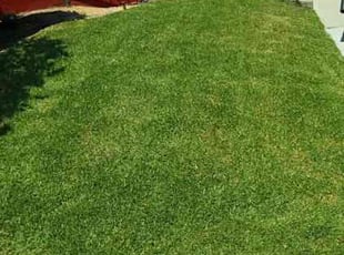Anita G.'s grass cutting service result