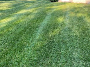 Kendrick K.'s grass maintenance service result