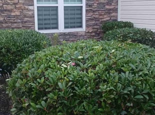 Cj B.'s Leaf Removal service result