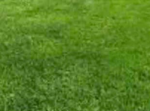Arpit P.'s grass maintenance service result