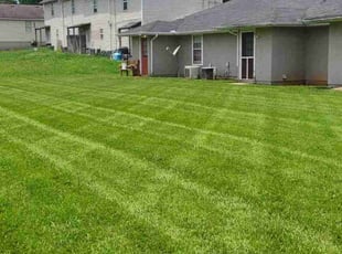 Merilyn S.'s lawn maintenance service result