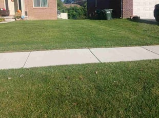 David D.'s turf care service result