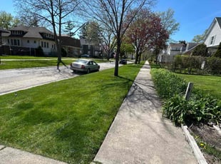 Angela A.'s lawn care service result