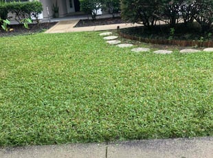 Jessica P.'s grass maintenance service result