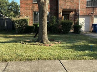 Shaniqua S.'s grass cutting service result