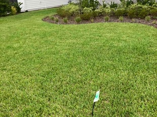 Samson T.'s turf care service result