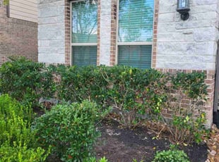 Katherine J.'s Bush Trimming service result