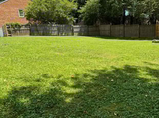 Diann S.'s grass cutting service result