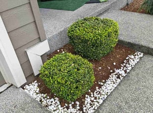 Chelsea P.'s Flower Bed Weeding service result