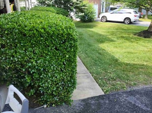 Marianne W.'s Bush Trimming service result