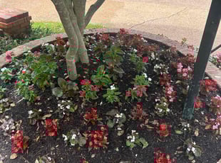 Steve B.'s Flower Bed Weeding service result