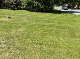 Jennifer N.'s turf care service result