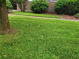 Francisco R.'s lawn care service result