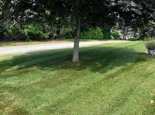 Nora L.'s lawn maintenance service result