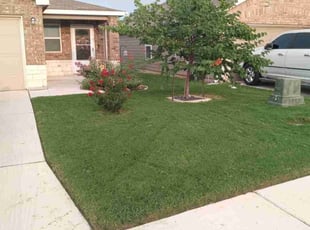 Anadina G.'s grass maintenance service result