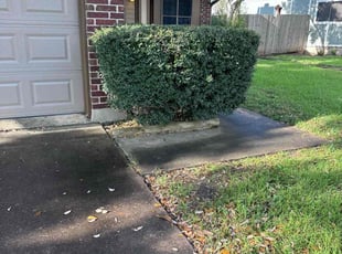 Michael L.'s Bush Trimming service result