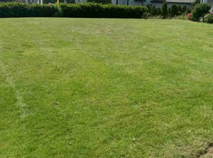 Sally G.'s grass cutting service result