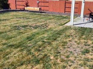 Dennis D.'s grass cutting service result