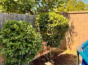 Heather S.'s Bush Trimming service result