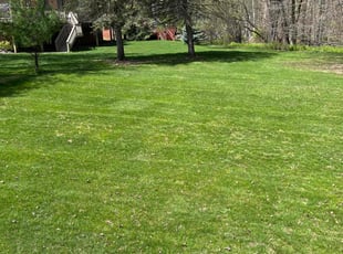 Paul A.'s grass cutting service result